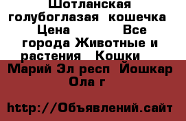 Шотланская голубоглазая  кошечка › Цена ­ 5 000 - Все города Животные и растения » Кошки   . Марий Эл респ.,Йошкар-Ола г.